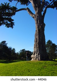 Man looking at the top of a tree