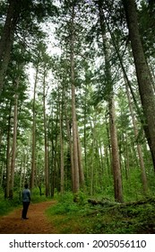 Man looking up at trees