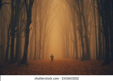 Man Lost In A Spooky Forest. Forest In Fog With Mist. Fairy Spooky Looking Woods In A Misty Day With A Man Lost In It. Cold Foggy Morning In Horror Forest 