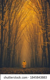 Man Lost In A Spooky Forest. Forest In Fog With Mist. Fairy Spooky Looking Woods In A Misty Day With A Man Lost In It. Cold Foggy Morning In Horror Forest