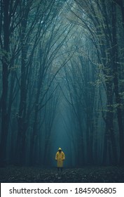 Man Lost In A Spooky Forest. Forest In Fog With Mist. Fairy Spooky Looking Woods In A Misty Day With A Man Lost In It. Cold Foggy Morning In Horror Forest