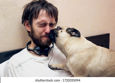 Man Lying On Bed Looking At Laptop, His Pug Dog Interfere, Licking His Face