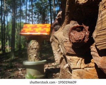 Man Made Stingless Bee Tree Stump House To Farm For Trigona Honey In Borneo