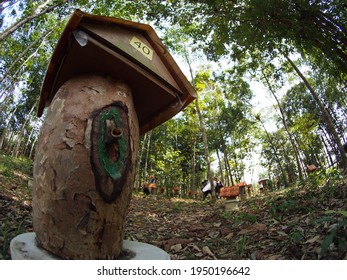 Man Made Stingless Bee Tree Stump House To Farm For Trigona Honey In Borneo