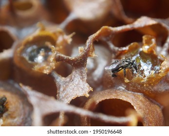 Man Made Stingless Bee Tree Stump House To Farm For Trigona Honey In Borneo