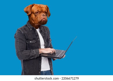 Man Manager. Man With Head Of Dog. Guy Is Standing With Laptop In His Hands. Dog With Human Body. Dogue De Bordeaux Face On Blue. Concept At Senior Manager. Creative Portrait For Magazine