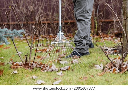 Man in the midst of raking leaves in a garden. A metal rake is centered in the image, with its tines among scattered brown leaves on the grass, portraying the typical autumnal garden activity. High
