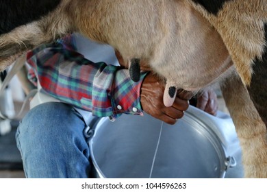 109 Mastitis cow Images, Stock Photos & Vectors | Shutterstock