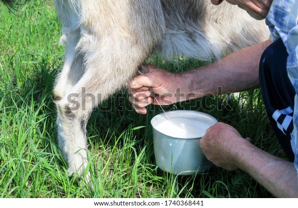 A man milks a goat
on the green grass. In an open field in the summer, my grandfather
grazes a goat.
