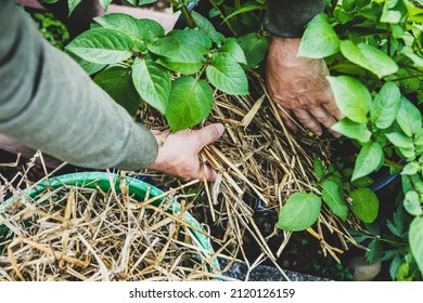 Man mulching a potato plant with straw, gardening