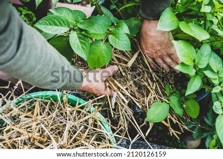 Man mulching a potato plant with straw, gardening