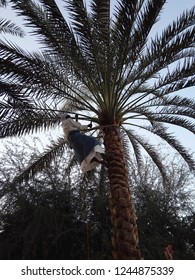 Man With Not Recognized Face Climbing The Palm Tree On The Sky Background 