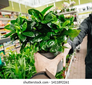 Man Offering To Woman Gardenia Flower In Florist Store Shop