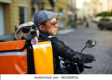 Man On Motorbike With The Dog Inside Special Thermo Bag For Delivery Food On The Street.Food Delivery Service.