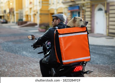 Man On Motorbike With The Dog Inside Special Thermo Bag For Delivery Food On The Street.Food Delivery Service.