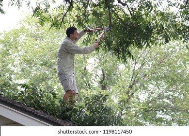 Man on roof trimming trees