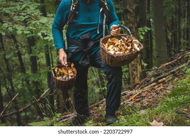 Man in outdoor clothing holds a basket full of mushrooms, mainly Boletus edulis from the autumn forest. September and October. Finding and collecting mushrooms. - Powered by Shutterstock