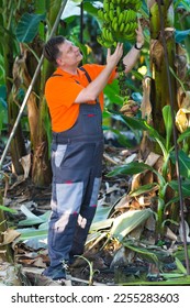 A man in overalls processes bananas plantation. - Shutterstock ID 2255283603