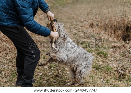 A man, owner, dog handler is playing, training a beautiful purebred playful old, gray, long-haired Miniature Schnauzer dog in nature outdoors, with a wooden stick in the forest. Pet portrait.