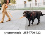 Man, owner leading Labrador retriever on leash outside in park. Beautiful purebred pet. Love, animals concept