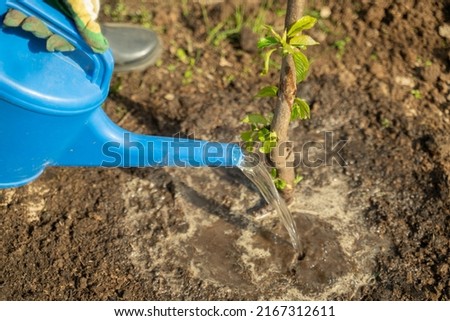 Man owner waters tree seedling with blue plastic watering can in garden closeup. Sunny spring day in cottage backyard with young fruit tree