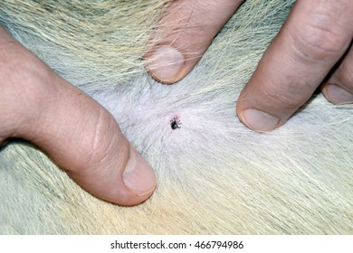 Man Parting Dog Fur To Expose Attached Tick