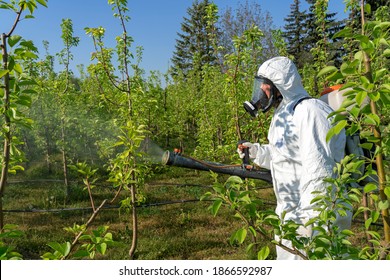 Man in Personal Protective Equipment Spraying Fruit Orchard With Backpack Atomizer Sprayer. Man in Coveralls With Gas Mask Spraying Orchard in Springtime. Farmer Sprays Trees With Toxic Pesticides.