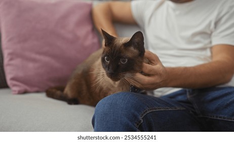 A man pets a siamese cat lounging on a grey sofa in a cozy living room setting. - Powered by Shutterstock