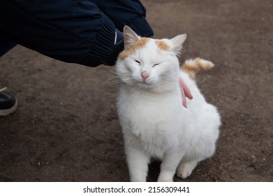 Man Pets A White Cat Outside