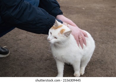 Man Pets A White Cat Outside