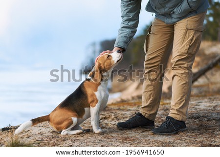 Man petting his dog friend. Beagle dog enjoying communication with his owner during outdoor walking