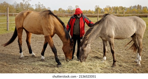 Man petting horses while feeding horse outdoor on a paddock. Horse eat hay from ground. - Powered by Shutterstock