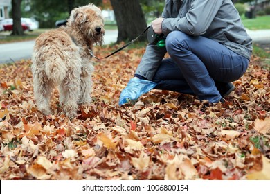 Man  Picking Up / Cleaning Up Dog Droppings