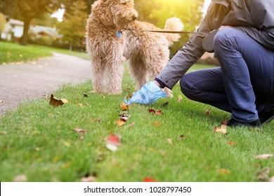 Man  Picking up / cleaning up dog droppings