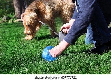 Man  Picking Up / Cleaning Up Dog Droppings