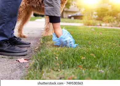 Man  Picking Up / Cleaning Up Dog Droppings