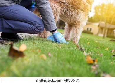 Man  Picking Up / Cleaning Up Dog Droppings