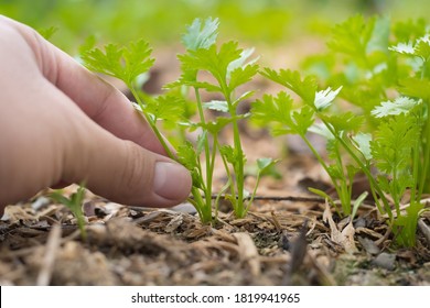 Man Picking Coriander In Garden