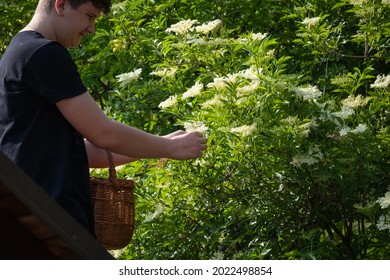 Man picking the elderflowers and putting them in a wicker basket