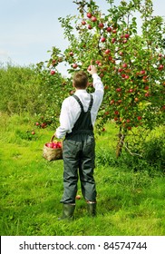 Man Is Picking Off An Apple From The Tree.