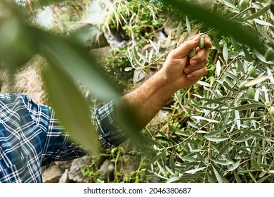 Man picking olives from the olive tree in the garden. Harvesting in mediterranean olive grove in Sicily, Italy. Gardener in ecobio garden. - Powered by Shutterstock