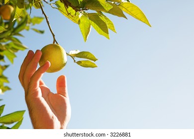 Man Picking A Ripe Lemon With His Hand On Blue Sky Background. Focus On Man’s Hand