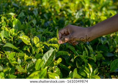 A man picking tea leaves from tea plant for to prepare tea. Tea is considered as an energetic morning drink in India instead of coffee. 