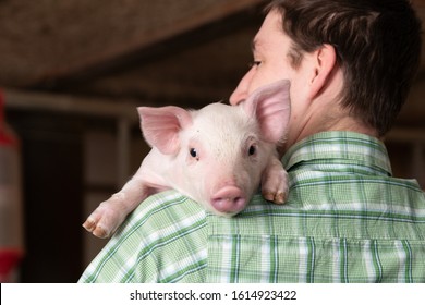 Man, Pig, Young Farmer Carries Cute Piglet