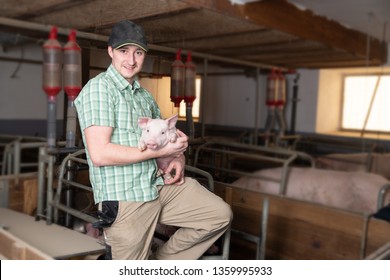 Man, Pig, Young Farmer Keeps Piglets In The Pigsty