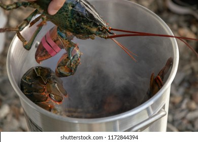 a man placing a live lobster into a steaming pot of water and lobsters at a new england (cape cod) clambake 