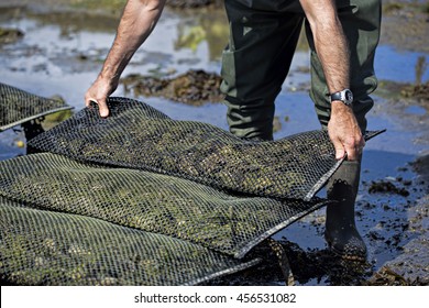 Man placing metal bag with oysters on oyster farm.