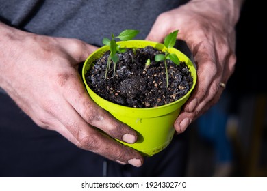 A Man Planting Apple Seeds In The Pot On The Balcony