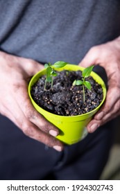 A Man Planting Apple Seeds In The Pot On The Balcony