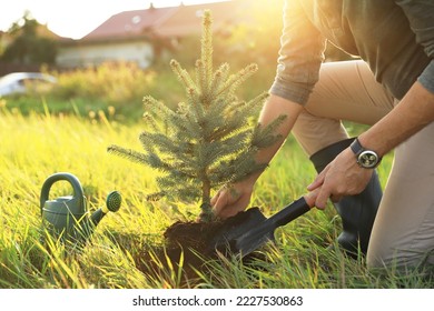 Man planting conifer tree in countryside on sunny day, closeup